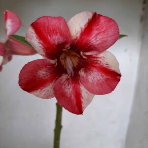 Planta Simples 1981 – 25cm – 09 meses