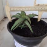 SUCULENTA "ALOE castilloniae" Nº 31 - vaso 15