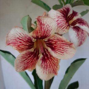 Planta Simples  1924 – 30cm – 01 ano