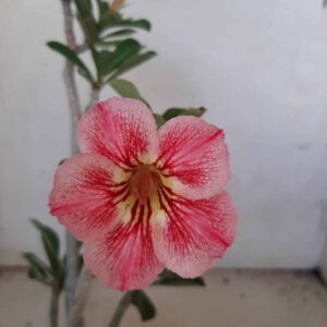 Planta Simples  1925 – 25cm – 09 meses