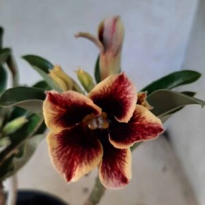 Planta Simples  1926 – 25cm – 01 ano
