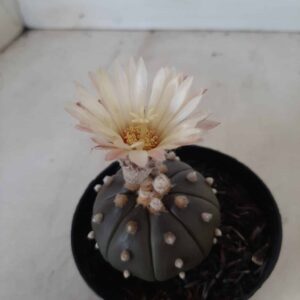 ASTROPHYTUM ASTERIAS “Purple” Nº 190 – vaso 09