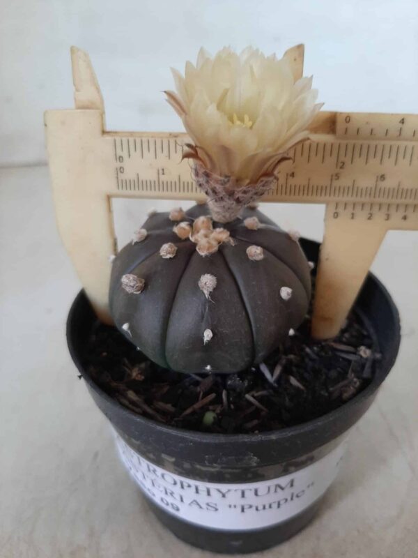 ASTROPHYTUM ASTERIAS “Purple” Nº 192 – vaso 09 - Imagem 4