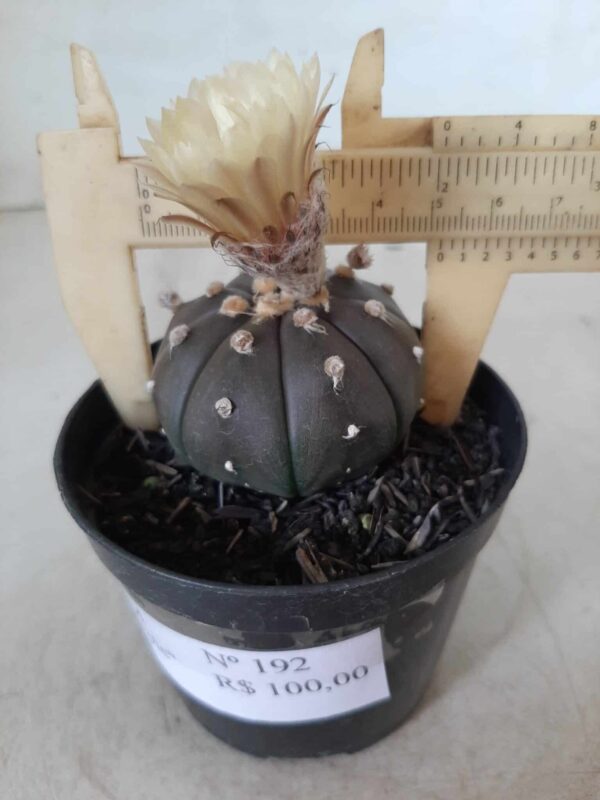 ASTROPHYTUM ASTERIAS “Purple” Nº 192 – vaso 09 - Imagem 7