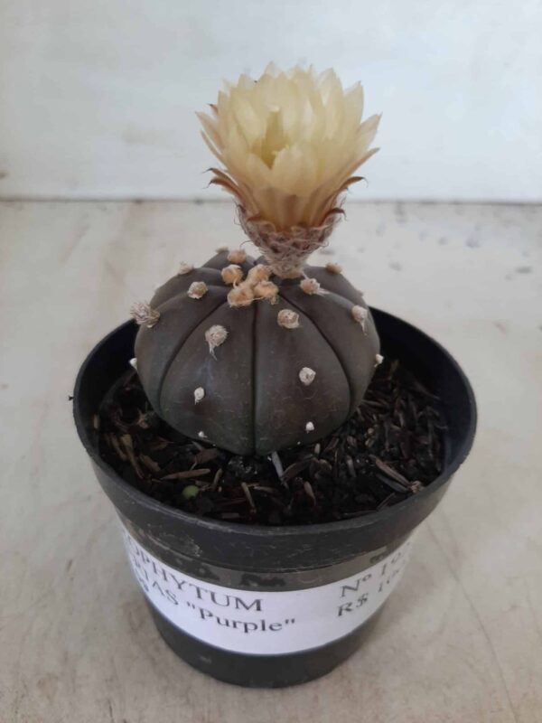ASTROPHYTUM ASTERIAS “Purple” Nº 192 – vaso 09 - Imagem 2