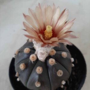 ASTROPHYTUM ASTERIAS “Purple” Nº 247 – vaso 09