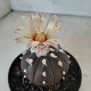 ASTROPHYTUM ASTERIAS “Purple” Nº 269 – vaso 09