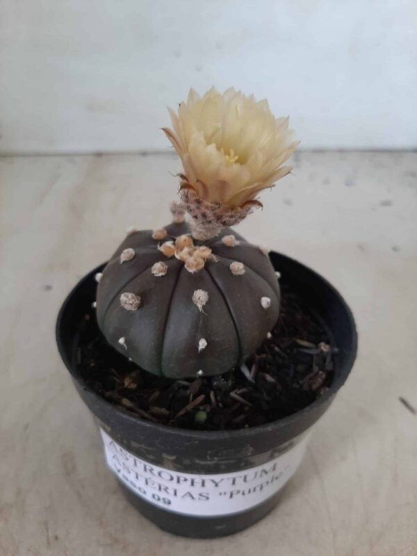 ASTROPHYTUM ASTERIAS “Purple” Nº 192 – vaso 09 - Imagem 12