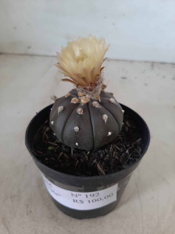 ASTROPHYTUM ASTERIAS “Purple” Nº 192 – vaso 09 - Imagem 11
