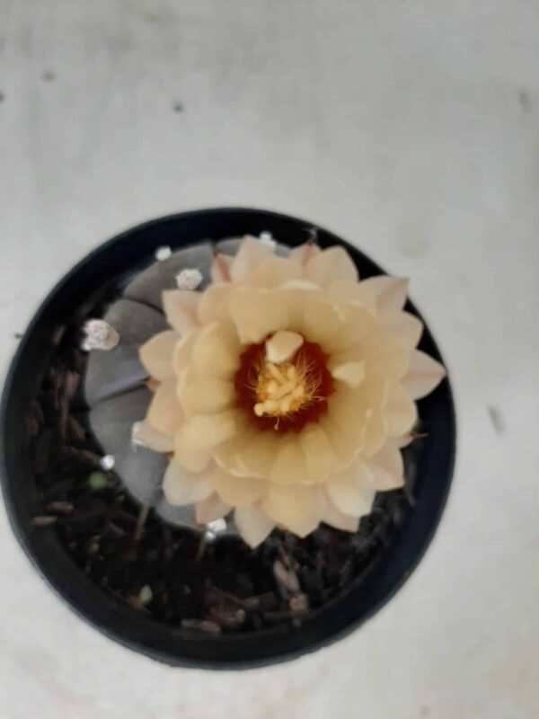 ASTROPHYTUM ASTERIAS “Purple” Nº 192 – vaso 09 - Imagem 5