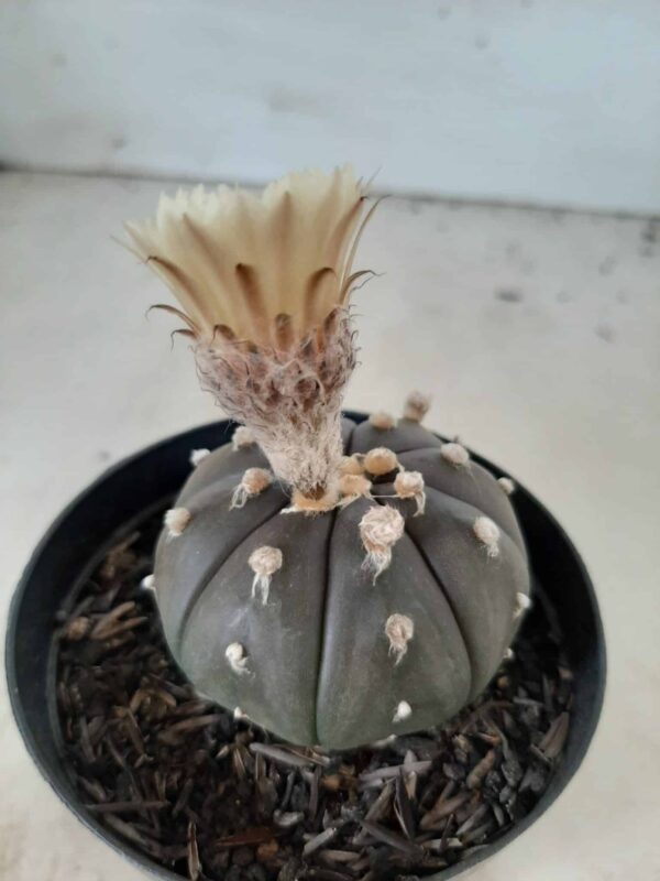 ASTROPHYTUM ASTERIAS “Purple” Nº 192 – vaso 09 - Imagem 9
