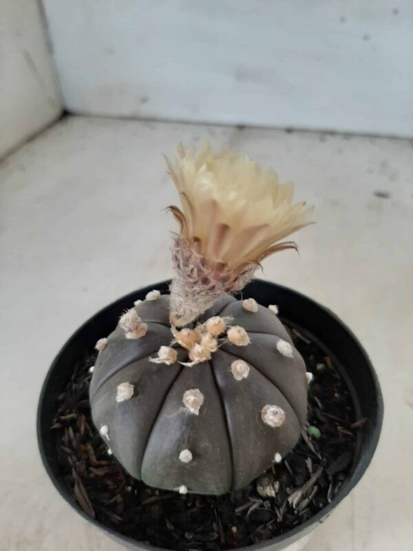 ASTROPHYTUM ASTERIAS “Purple” Nº 192 – vaso 09 - Imagem 8