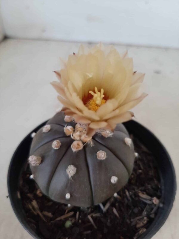 ASTROPHYTUM ASTERIAS “Purple” Nº 192 – vaso 09 - Imagem 1