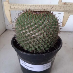 CACTOS Mammillaria Nº 34 – vaso 15