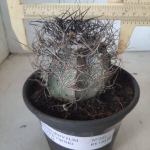 ASTROPHYTUM CAPRICÓRNIO Nº 241 – vaso 15
