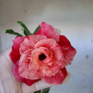 Planta Dobrada 1942 – 30cm – 09 meses