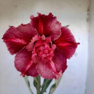 Planta Dobrada 1943 – 30cm – 09 meses