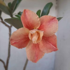 Planta Dobrada 1944 – 30cm – 01 ano