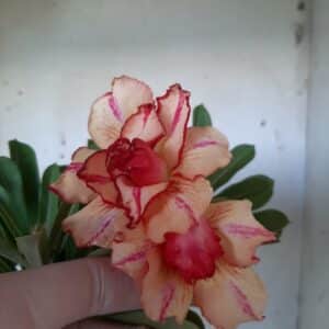 Planta Dobrada 1945 – 30cm – 01 ano