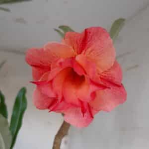 Planta Dobrada 1948 – 70cm – 04 anos