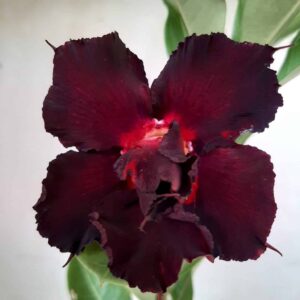 Planta Dobrada 1949 – 30cm – 01 ano