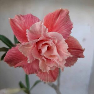 Planta Dobrada 1950 – 30cm – 01 ano