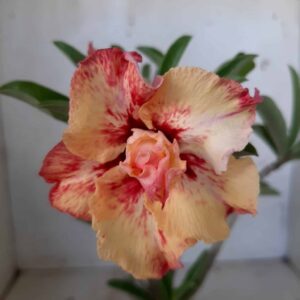 Planta Dobrada 1954 – 30cm – 02 anos