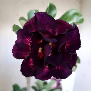 Planta Dobrada 1955 – 30cm – 02 anos