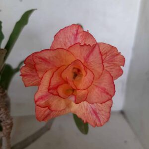 Planta Dobrada 1957 – 25cm – 01 ano
