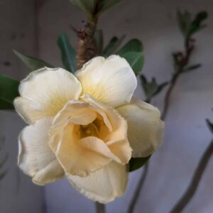 Planta Dobrada 1958 – 55cm – 03 anos