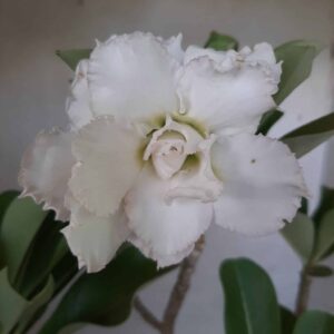 Planta Dobrada 1959 – 35cm – 02 anos