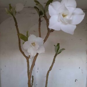 Planta Dobrada 1960 – 55cm – 03 anos