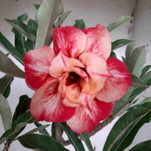 Planta Dobrada 1965 – 35cm – 02 anos