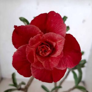 Planta Dobrada 1967 – 30cm – 02 anos
