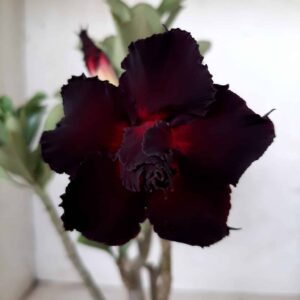 Planta Dobrada 1969 – 30cm – 01 ano