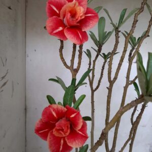 Planta Dobrada 1970 – 45cm – 03 anos