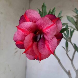Planta Dobrada 1971 – 45cm – 03 anos