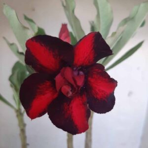 Planta Dobrada 1974 – 30cm – 01 ano