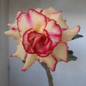 Planta Dobrada 1975 – 30cm – 01 ano