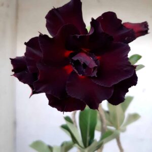 Planta Dobrada 1976 – 35cm – 02 anos
