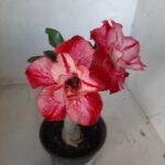 ENXERTO 11230 - 25cm (cor LM 892)