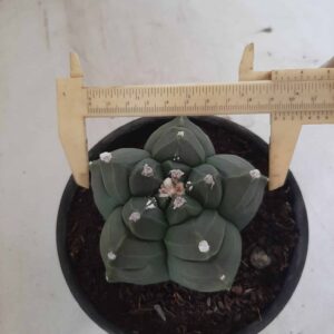 ASTROPHYTUM cv KIKKO Nº 351 – vaso 15