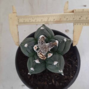 ASTROPHYTUM cv KIKKO Nº 385 – vaso 15