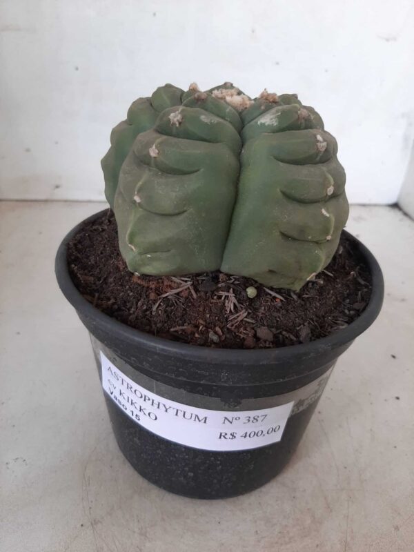 ASTROPHYTUM cv KIKKO Nº 387 – vaso 15 - Imagem 2