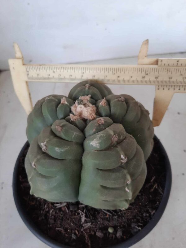 ASTROPHYTUM cv KIKKO Nº 387 – vaso 15 - Imagem 6
