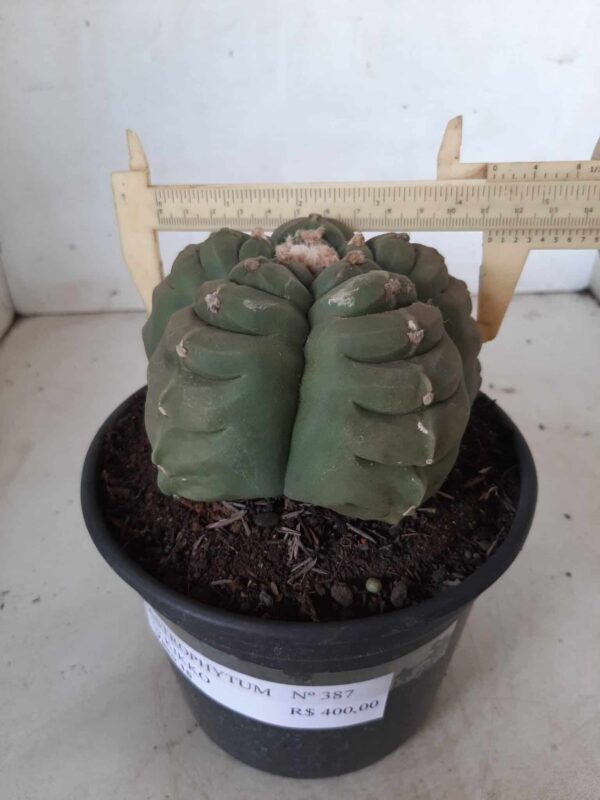 ASTROPHYTUM cv KIKKO Nº 387 – vaso 15 - Imagem 5