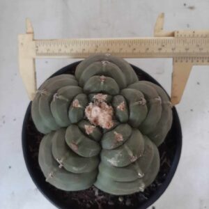 ASTROPHYTUM cv KIKKO Nº 387 – vaso 15