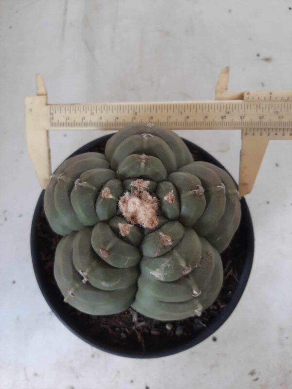 ASTROPHYTUM cv KIKKO Nº 387 – vaso 15 - Imagem 1