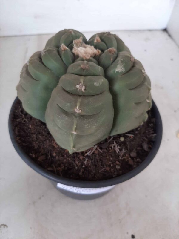 ASTROPHYTUM cv KIKKO Nº 387 – vaso 15 - Imagem 14