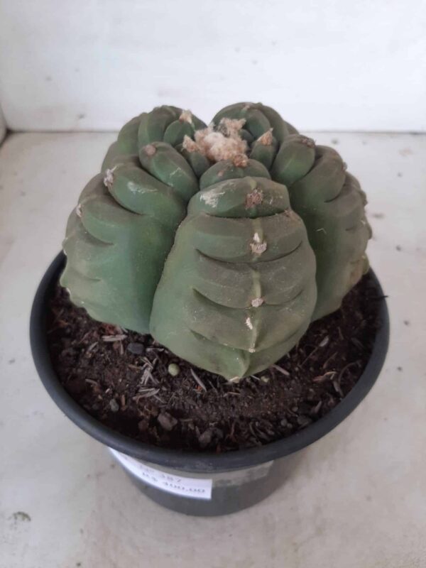 ASTROPHYTUM cv KIKKO Nº 387 – vaso 15 - Imagem 13